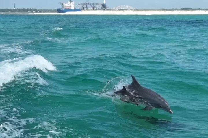 Daily Dolphin Cruise + Sightseeing Tour on Pensacola Beach