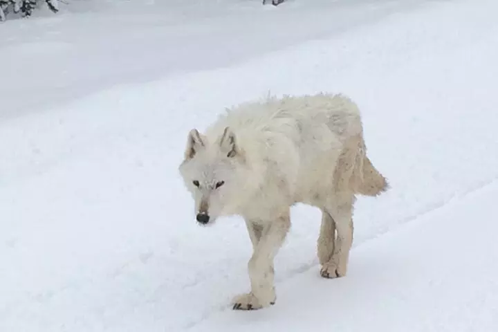 Wildlife & Wolf Private Tour with Lunch