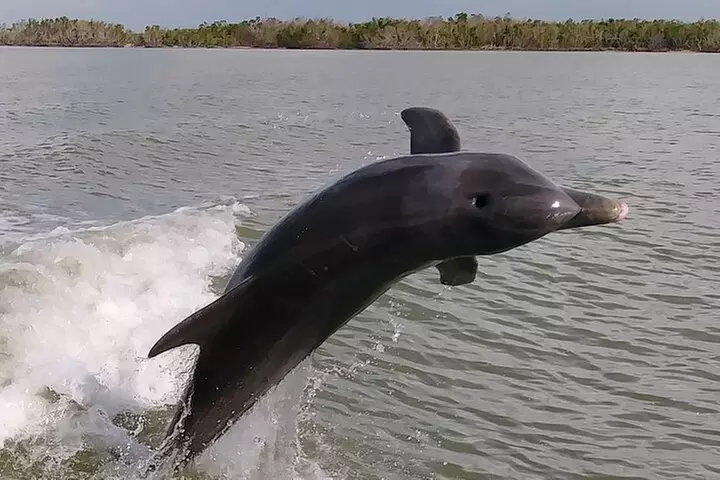 10,000 Islands Boat Excursion - 3.5-Hour Dolphins & Shelling Tour