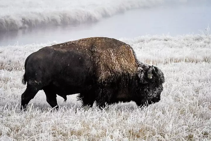 Yellowstone, Grand Teton & Utah Mighty 5 Winter Tour: Small Group 9-Day Tour - Primary Image