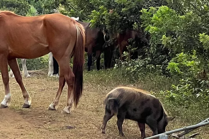 Waipi'o on Horseback: Mountain Ocean Views Working Cattle Ranch