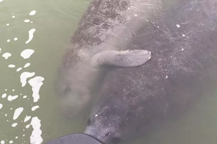 Wildlife Tour of Indian River Lagoon with Experienced Captain