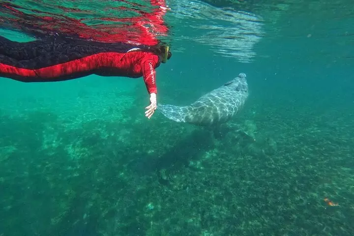 3 Hour Small Group All Inclusive Manatee Swim with free Photo pkg