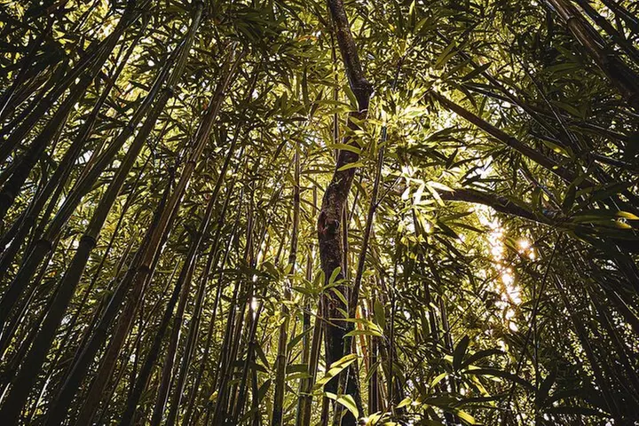Waterfall Hike in Hawai'i Rainforest Trail