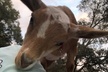 Goat Yoga Experience at S-Farms in Dade City - Second Medium