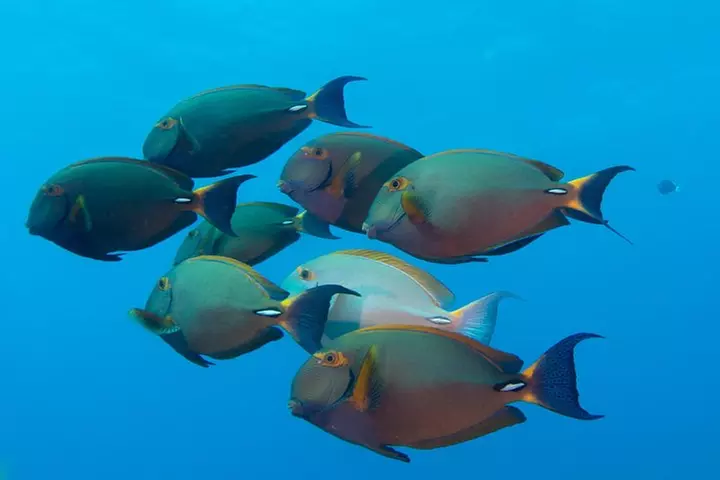 Kauai's Ultimate Discover Scuba Dive - OCEAN EXPERIENCE (1 Tank Dive)