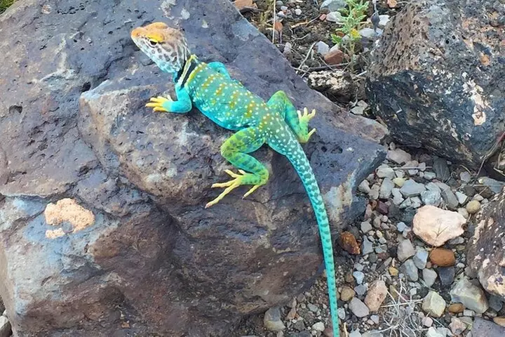 Grand Canyon + Ancient Ruins + Volcano Full Day Christian Tour