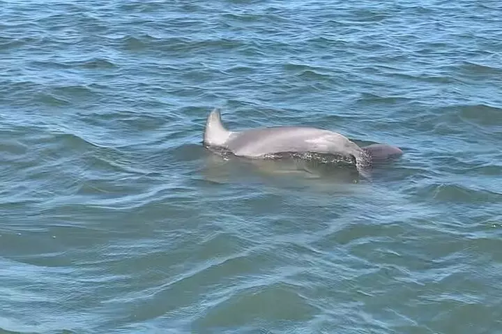 Private Charleston Dolphin and Eco Boat Tour