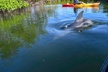 Mangrove Tunnels & Mudflats Kayak Tour - Local Biologist Guides - Second Medium