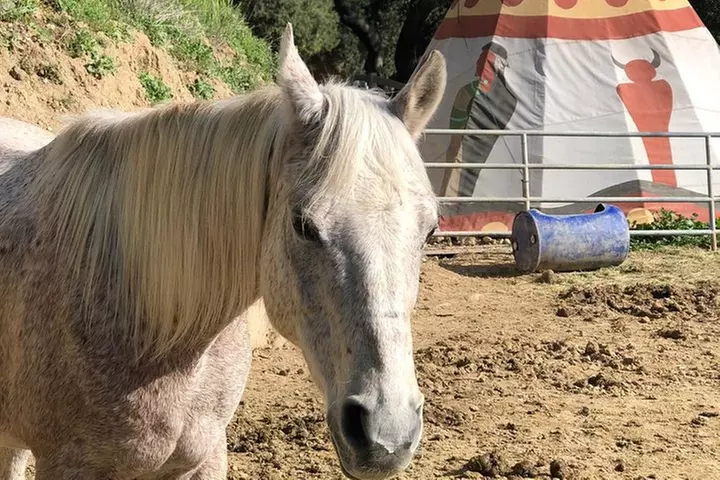 2 Hour Wildflower Horseback Trail Ride experience in Agoura Hills