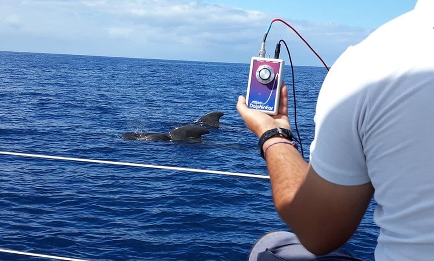 Image 9: Velero de avistamiento de ballenas y delfines con bebidas, aperitiv...