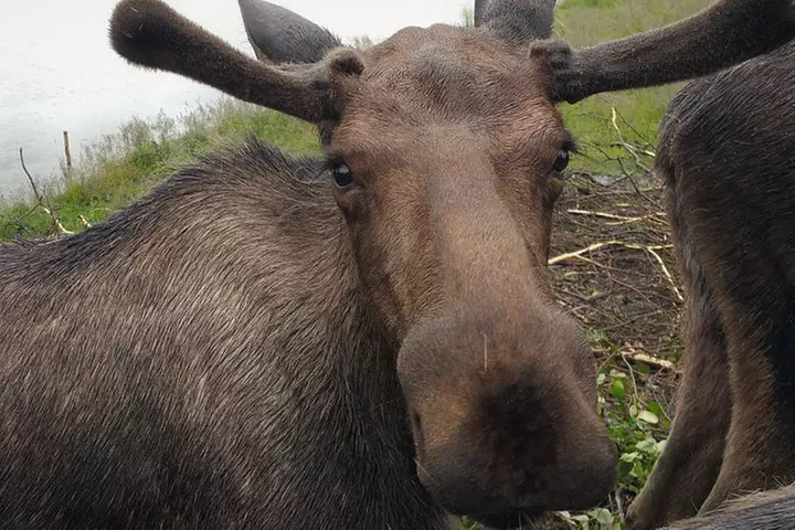 Wilderness, Wildlife, Glacier Experience from Anchorage