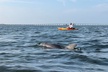 Sunset Kayaking with Dolphins - Second Medium