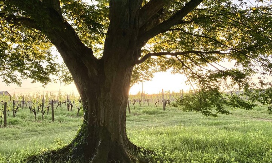 Image 9: Pique-nique dans les vignes - Une expérience vinicole unique dans l...