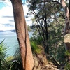 Image 15: Sydney: Ku-ring-gai Chase National Park with Hike, Swim, Picnic