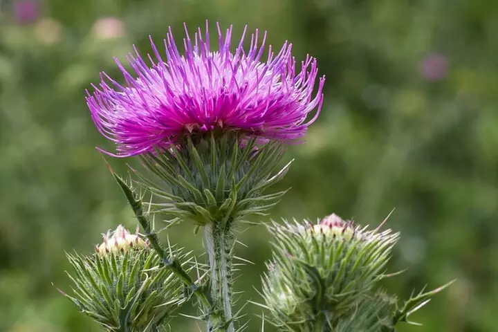 Invergordon Shore Excursion - Private Tour