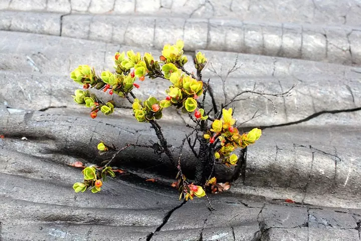 Hilo Shore Excursion: Active Volcano, Lava Tube, Waterfall and Gardens