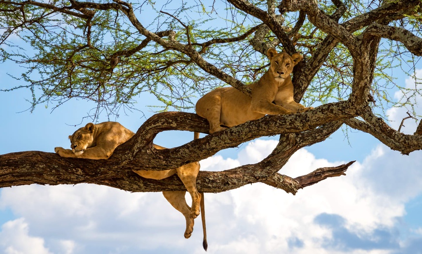 Image 2: ✈ TANZANIE | Du Kilimanjaro à Zanzibar - Les essentiels de la Tanza...