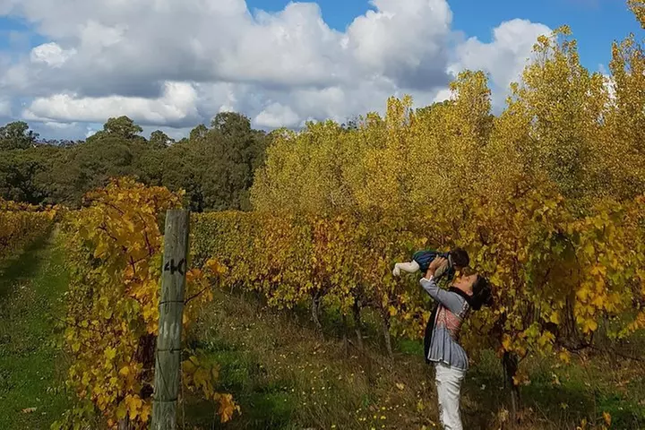 Hidden Gems: Boutique Full-Day Wine, Farm & Lunch Tour