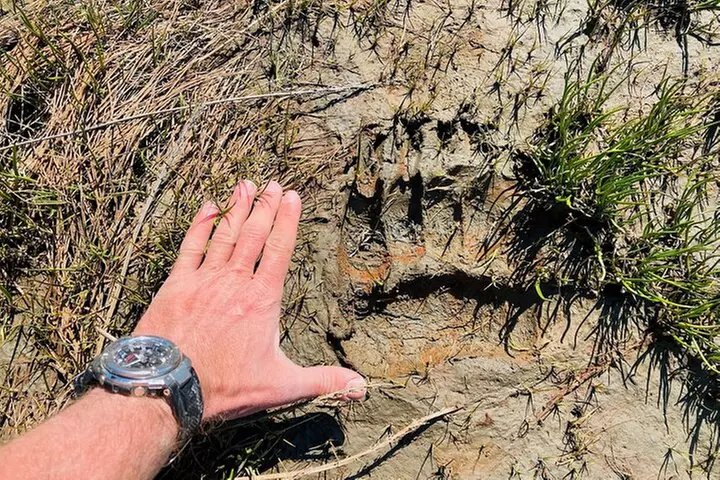 Alaska Bear Viewing Adventure from Seward