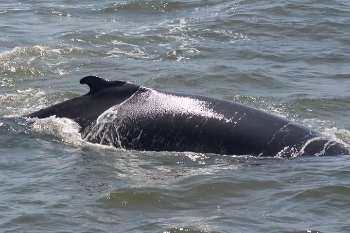 Whale and Dolphin Watching Cruise from Cape May