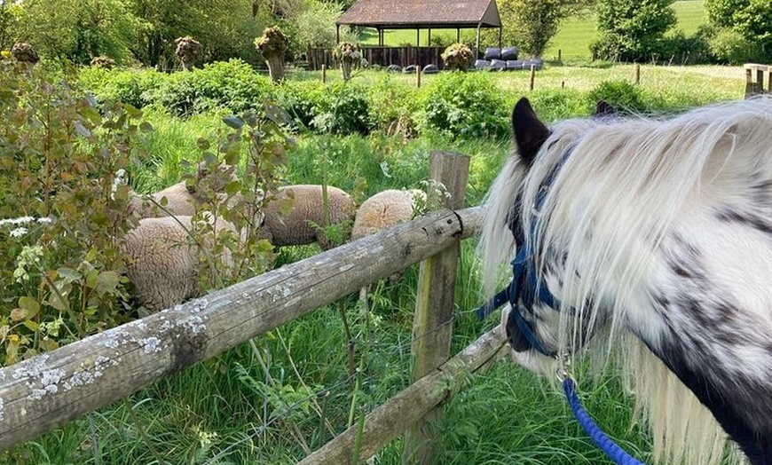 Image 14: Pack Pony Wild Camping in Ancient Woodland, Dorset