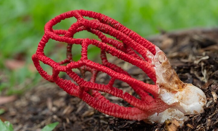 Image 1: 2-Hour Mushroom Photography Activity in Cairns Botanic Gardens