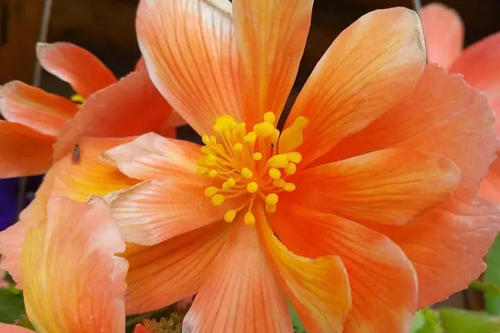 Wilderness, Wildlife, Glacier Experience from Anchorage