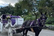 Luxury Horse and Carriage Tours in Central Park - Second Medium
