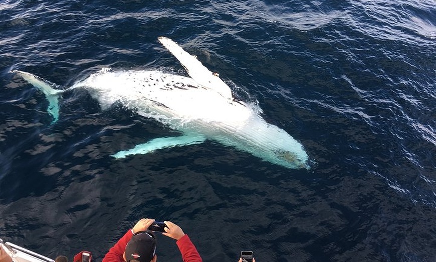 Image 2: Tour privado Tarifa para ver ballenas y delfines