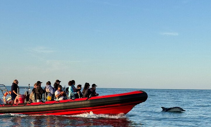 Image 1: Torquay Coastal RIB Seafari