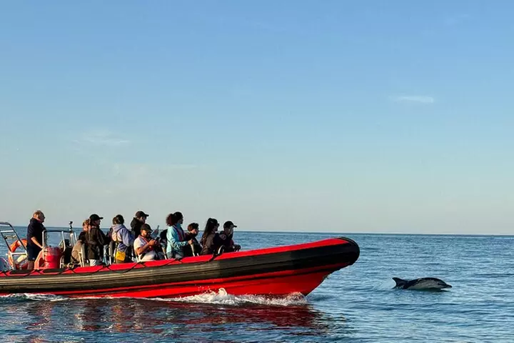 Torquay Coastal RIB Seafari