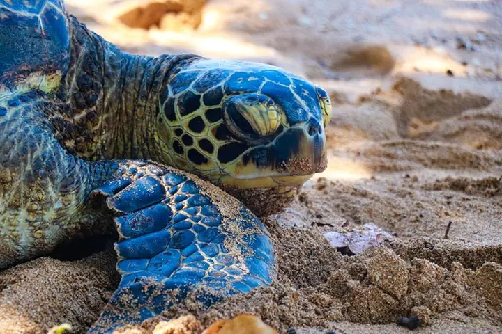 Full-Day Guided Private Tour