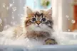 $25 For $50 Toward Dog Or Cat Grooming Services - Second Medium
