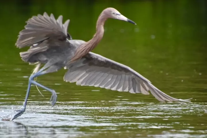 Exclusive Relax & Explore Pedal Kayak Tour Marco Island & Naples