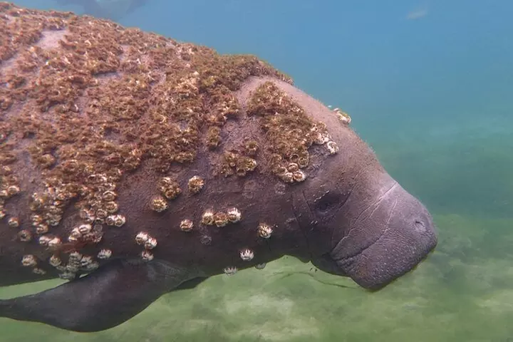 Swim with Manatees: Eco-Educational Tour in Crystal River