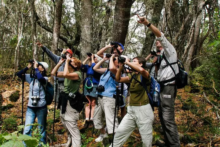Full-Day Hakalau Forest Reserve Bird Watching Adventure - Primary Image