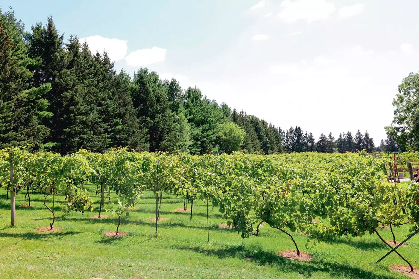 $20 For Wine Or Mead Tasting Flight Of 6 For 4 People (Reg. $40)