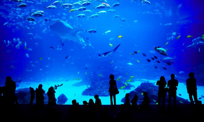 Georgia Aquarium - Atlanta, GA | Groupon