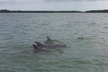 Everglades Day Safari from Fort Myers/Naples Area - Second Medium