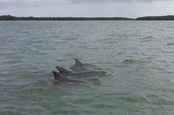 Everglades Day Safari from Fort Myers/Naples Area