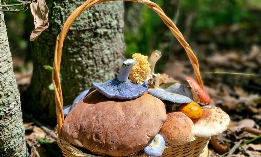 Image 3: Mushroom Tour from Mexico City