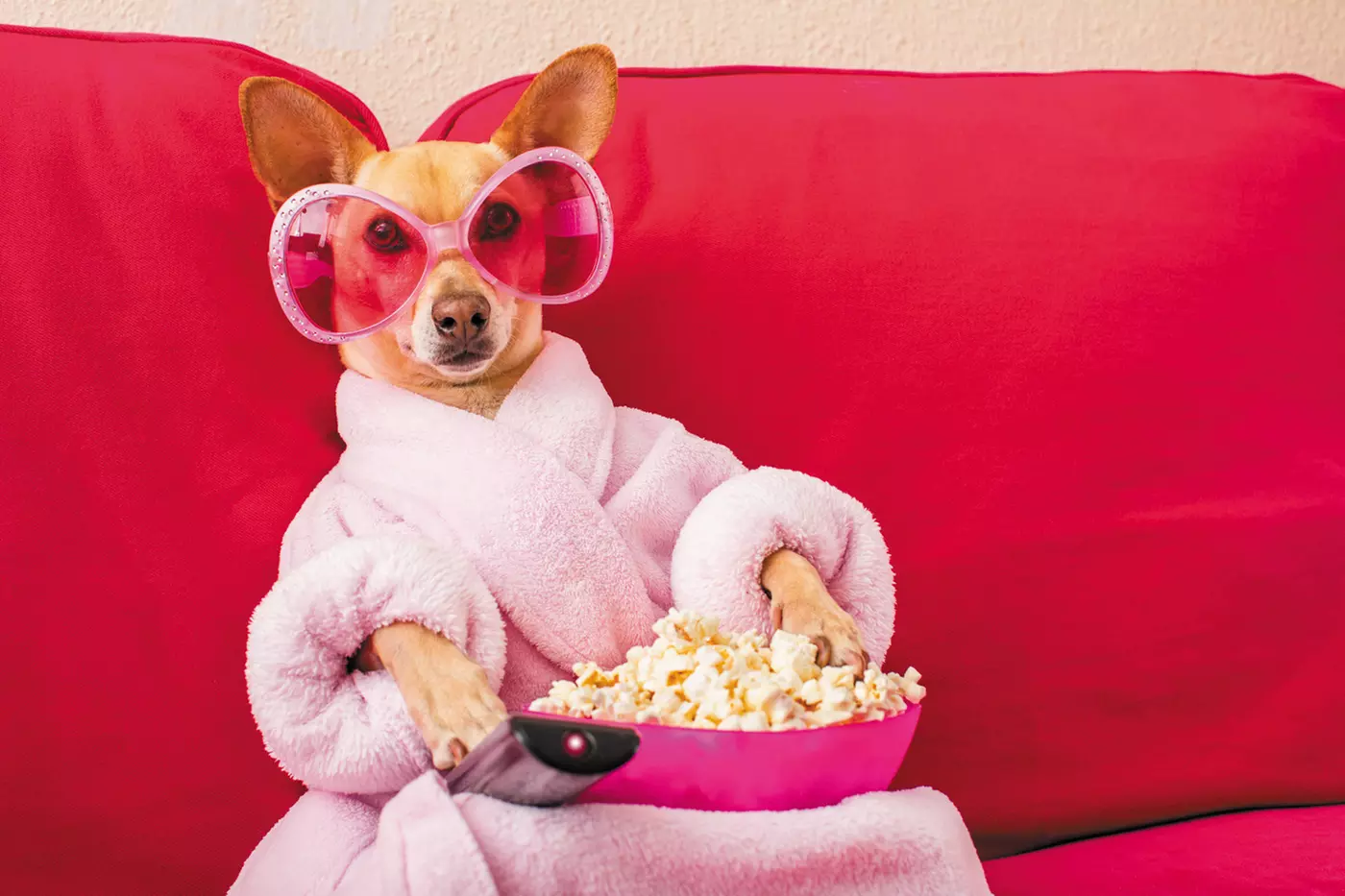 $12.50 For A Small Dog Bath (Reg. $25) - Second Medium