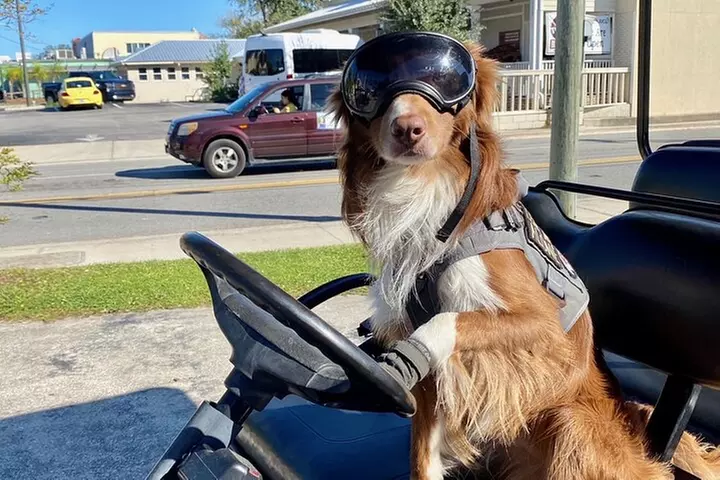 6 Passenger Golf Cart Rental in Key West