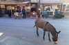 Oatman Mining Camp Burros Museums Scenic RT66 Tour