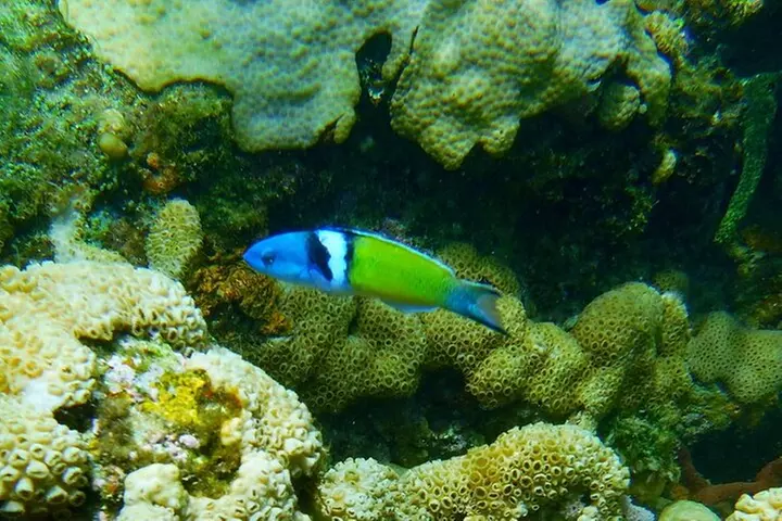 Guided Snorkel Experience in Fort Lauderdale