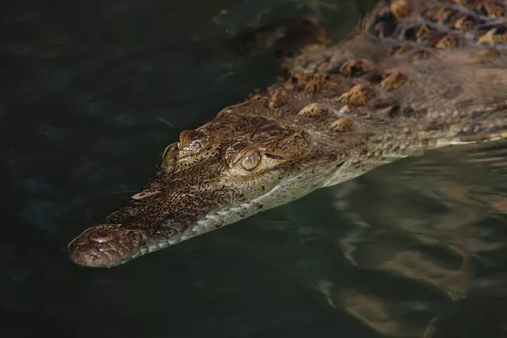 Private 2 hour Mangrove Ecotour