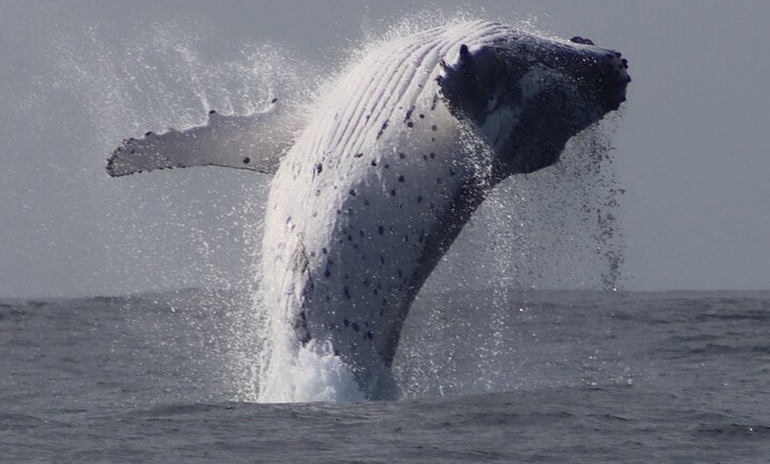 Image 4: Whale Watching Terrigal