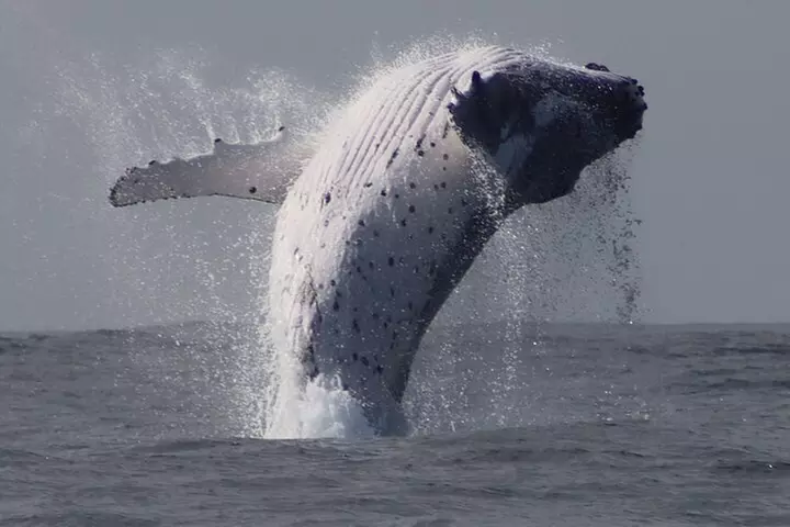 Whale Watching Terrigal