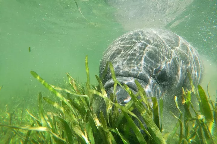 Exclusive Small Group VIP Heated Manatee Snorkel Tour